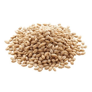 Russian barley, forage seeds