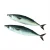 Import Seafood Company Frozen Mackerel Sea Fish Price from China