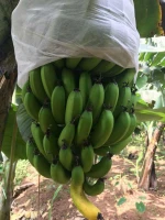 SUPPLE DRIED BANANA FRUIT