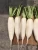 Import supply fresh white radish from China