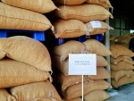 Theobroma Cacao - CacaoTrace Fermented Cocoa Beans With Strong Cocoa Flavor