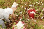 Turkish Organic Cotton