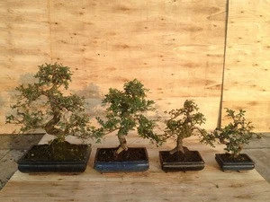 Ulmus ( Chinese Elm) bonsai tree S shape
