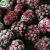Import Wholesale IQF Blackberry Bulk Frozen Black Berries from China