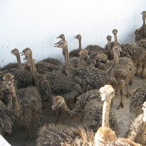 Wholesale Ostrich birds, Chicks/eggs/shama birds