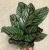 Import Wholesale promotion Calathea veitchiana Hook foliage live plants bonsai from China