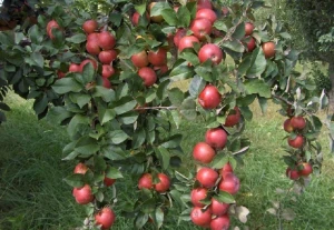 Fresh Apple Fruit