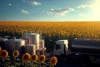 sunflower oil
