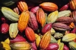 Cocoa Beans Organic.,