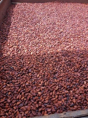 COCOA BEANS