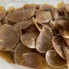 Shell Bone yellow murex operculum seashells