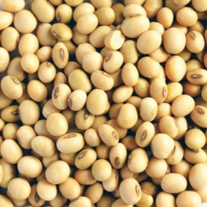 GMO Soybean Bulk Grain