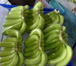 fresh Cavendish Banana/Organic green cavendish banana for sale