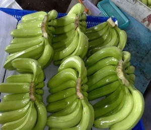 fresh Cavendish Banana/Organic green cavendish banana for sale