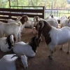 Full Blood Live Boer Goats,Texel goats, dorper sheeps, Mature Boar Goat for Sale Austria Export