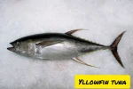 Frozen Seafood (All Range Available)
