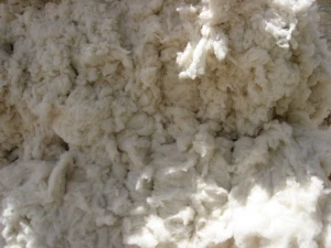 COTTON COMBER NOIL FROM PAKISTAN