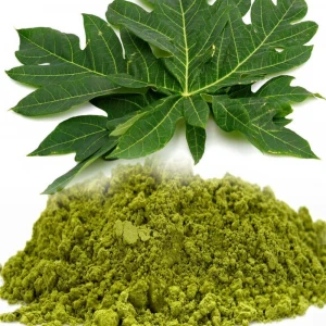 Papaya Leaf Extract Powder