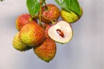 fresh lychee