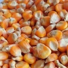 Buy Yellow Corn yellow corn for human consumption non gmo yellow corn/ yellow