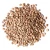 Import Premium Dried Brown Lentils Bulk Natural Food Trade Brown Lentils Clean Sorted Export Quality Supply from South Africa