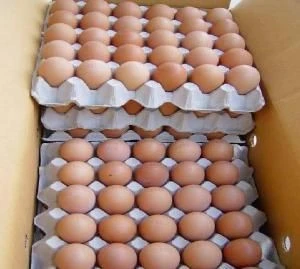 FRESH TABLE EGGS FOR SALE