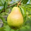 NON GMO Fruit Grade Fresh Pears for Export