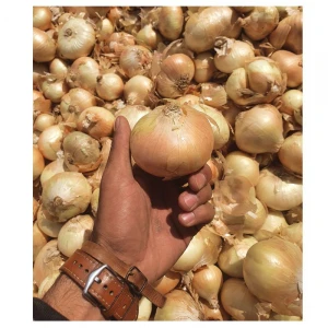 Low Price Wholesale Bulk Big Fresh New Yellow Golden Onions For Export