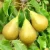 Import NON GMO Fruit Grade Fresh Pears for Export from Belgium