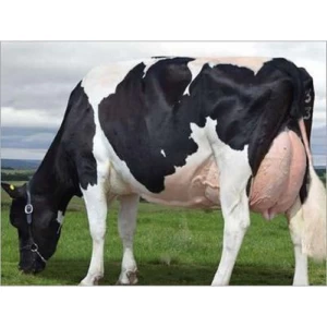 Holstein Friesian Quality Dairy Cows and Pregnant Holstein Heifers Cows and Beef and other Farm products