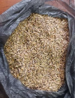Oats