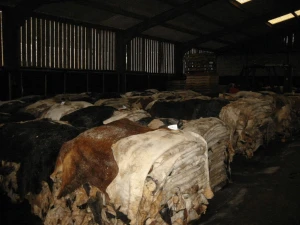 Wet Salted Cow Hides Good Price