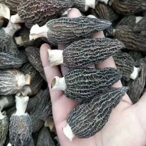 Morel Mushrooms Dried Morchella Esculenta For Wholesale