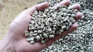 Arabica Green Bean Coffee Toraja Grade 1