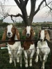 Full Breed Boer Goats / Boer Goats / Saanen Goats / Anglo-Nubian Goats For Sale