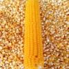 Yellow Corn for Human Consumption and Animal Feed