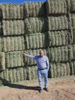 Alfalfa Hay Bales