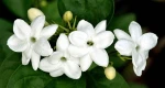 Jasminum Sambac Plant Seedlings