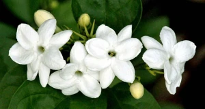 Jasminum Sambac Plant Seedlings