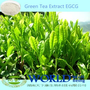 100% Natural Orangic 50%-98% EGCG Powder Green Tea Extract/Green Tea Extract Powder EGCG