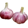 2020 normal white purple fresh garlic/alho/ail/ajo