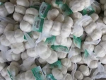 5 Size (cm) and Fresh Style Bulk Fresh White Garlic For Sale