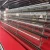 Import A type battery cage with feeding equipment hot broiler chicken farm from China