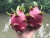 Import A4 FRUIT - Fresh Dragon fruit (Pitaya) from Thailand from Thailand