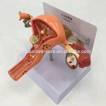 Advanced PVC female reproductive organs uterus ovaries and vaginal anatomy for Medical,demonstration, education application