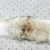 Import ALICEFUR Wholesale customized real coyote fur trim strips for collar parka hood trimming from China