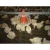 Import automatic broiler feeder with winch for poultry feeding from China