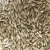 Import Barley For Animal Feed from India