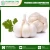 Import Bulk Supply Organic Fresh Garlic at Lowest Price from India