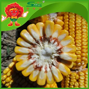 Quality Chinese Dried Yellow Corn in Best Price